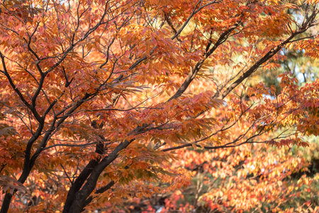 Orange leaves, autumn season with colorful leaves in the background