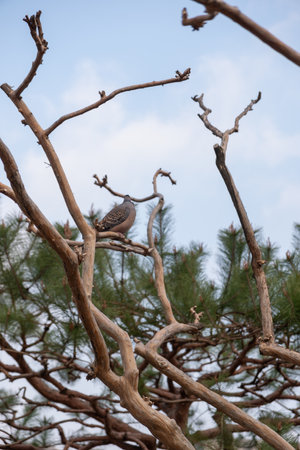Bird on the Tree Branch, with blue sky