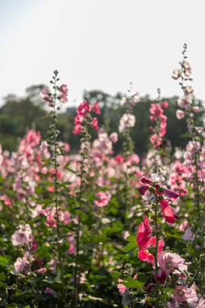 Pink Hollyhocks in the garden with blurred bokeh backgroundの写真素材