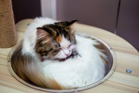 Close up of cute fluffy white cat in clear bowl on cat tree. Mixed breed cat between Maine Coon and Scottish Fold.の写真素材