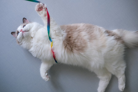 Cute Ragdoll cat lying on the floor, playing with cat teaser.