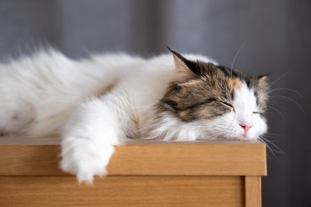 Close up of cute fluffy sleepy white cat. Mixed breed cat between Maine Coon and Scottish Fold.の写真素材