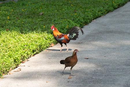 Two chickens on the walkway, in the gardenの写真素材
