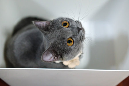 Small 3 months old British Blue, British Shorthair cat inside the white boxの写真素材