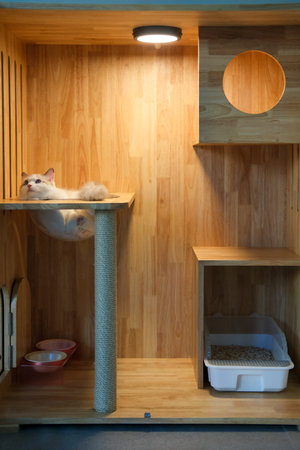 Cute cat wondering in a wooden box, for pet climbing activity.の写真素材
