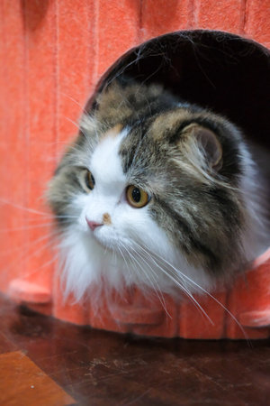 Close up of cute sleepy fluffy white cat in a cozy orange, enclosed cat shelter. Mixed breed cat between Maine Coon and Scottish Fold.の写真素材