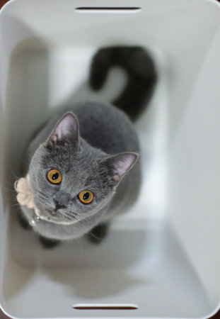 Small 3 months old British Blue, British Shorthair cat inside the white boxの写真素材