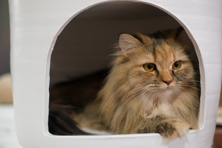 Close up of cute sleepy fluffy brown cat in a cozy white shelter. Mixed breed cat between Maine Coon and Scottish Fold.の写真素材