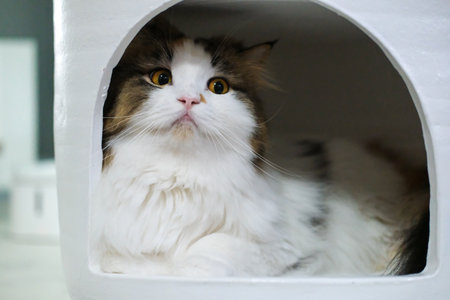 Close up of cute fluffy white cat in a cozy white shelter. Mixed breed cat between Maine Coon and Scottish Fold.の写真素材