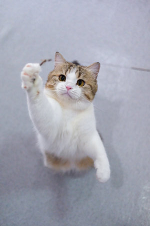 Brown tabby and white British Shorthair cat playing with the cat teaserの写真素材