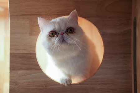 White Exotic Shorthair cat in the circle opening in a wooden box, for pet climbing activityの写真素材