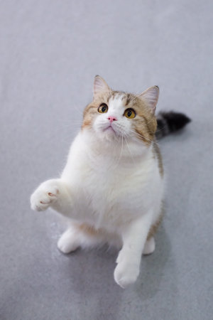 Brown tabby and white cat playing with the cat teaserの写真素材