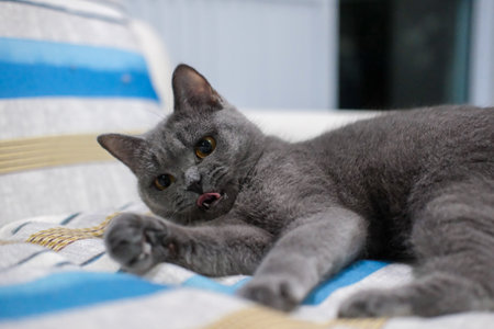 9 months old British Blue, British Shorthair cat lying on the sofaの写真素材