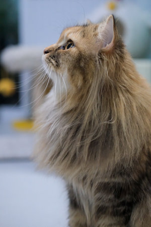 Side view of cute fluffy brown cat. Mixed breed cat between Maine Coon and Scottish Fold.の写真素材