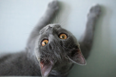 3 months old British Blue, British Shorthair cat lying on the floor, looking at the cameraの写真素材