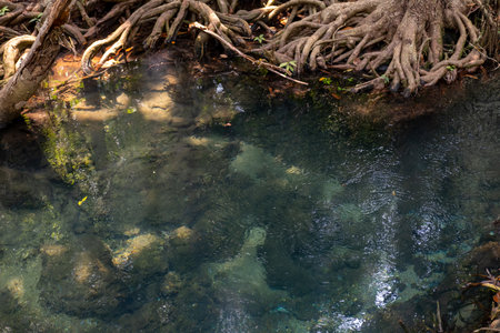Transparent green and blue stream the tree roots and rocks under the water. Thapom Klong Song Nam in Krabi, Thailandの写真素材