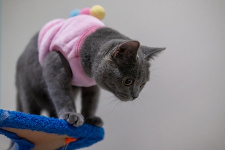 3 months old British Blue, British Shorthair cat wondering aroundの写真素材