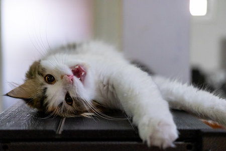 Cute fluffy white cat, lie on its back while looking at the camera. Mixed breed cat between Maine Coon and Scottish Fold.の写真素材