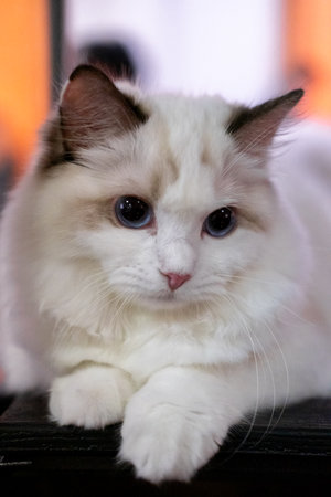 Cute, 6 months old cat. Sitting on the shelf, posing for cameraの写真素材