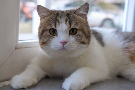 Brown tabby and white catの写真素材