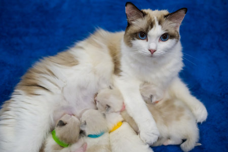 Mother Ragdoll cat feeding her Five Newborn kittens.の写真素材
