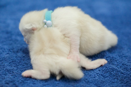 Two newborn 1 week old ragdoll kittens sleeping with eyes closed on the blanket, domestic catの写真素材
