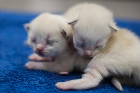 Two newborn 1 week old ragdoll kittens sleeping with eyes closed on the blanket, domestic catの写真素材