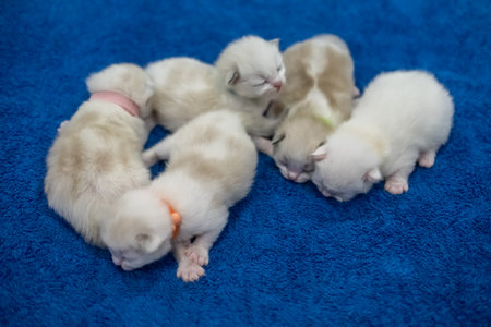 A group of 5 newborn, 1 week old, ragdoll kittens sleeping with eyes closed on the blanket. Domestic catの写真素材