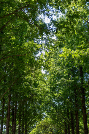 Green tree along the way. Seoul Forest in Seoul, South Korea.の写真素材