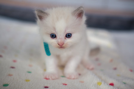 1 month old ragdoll kitten standing on the blanket, domestic catの写真素材