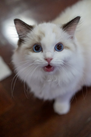 Cute, small Ragdoll cat. 3 months old. Standing on the floor and asking for attentionの写真素材