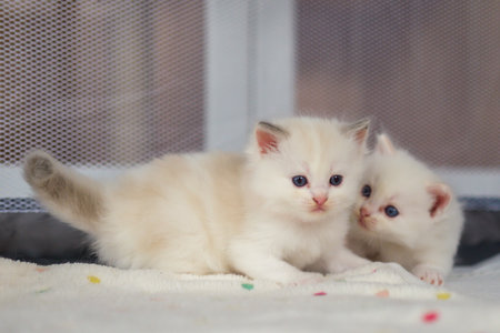 Two, 1 month old, ragdoll kittens playing together on the blanket, domestic catの写真素材
