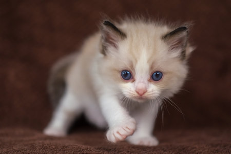 1 month old ragdoll kitten looking at the camera, domestic catの写真素材