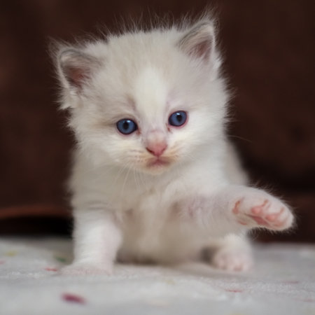 1 month old ragdoll kitten looking at the camera, domestic catの写真素材
