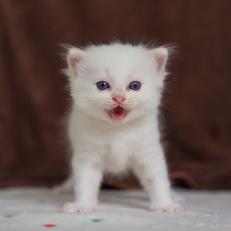 1 month old ragdoll kitten looking at the camera, meowing. domestic catの写真素材