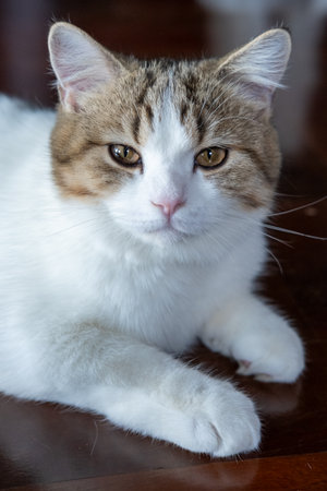 Brown tabby and white British Shorthair cat looking into the cameraの写真素材
