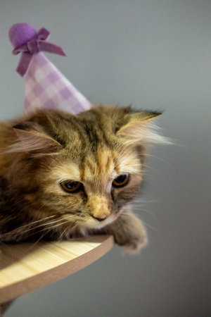 Close up of cute fluffy brown cat wearing a party hat, birthday celebration. Mixed breed cat between Maine Coon and Scottish Fold.の写真素材