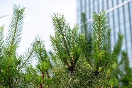 Pine tree branch with a building and blue sky on the backgroundの写真素材