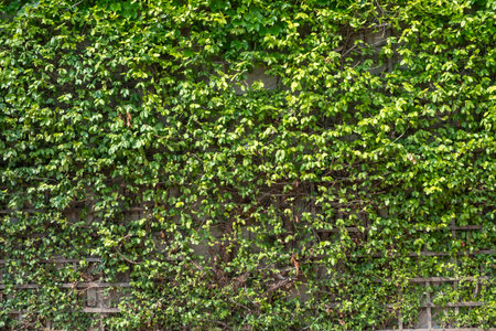 Green climbing plants with leaves on the wallの写真素材