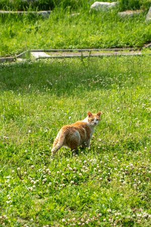 Chubby orange stray cat standing on the grass in public parkの写真素材