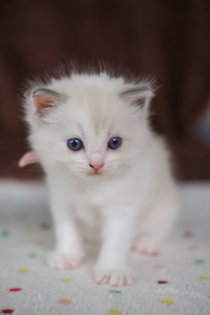 1 month old ragdoll kitten standing on the blanket, domestic catの写真素材