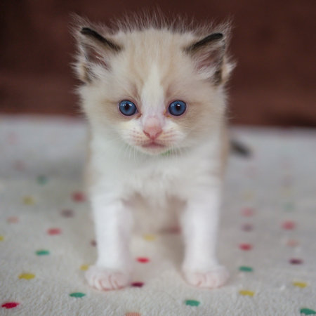 1 month old ragdoll kitten looking at the camera, domestic catの写真素材