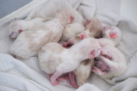 Group of small baby newborn Ragdoll kittens