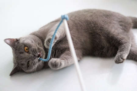 9 months old British Blue, British Shorthair cat lying on the floor, playing with cat teaserの写真素材