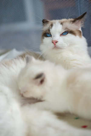 A mother Ragdoll cat is looking after her newborn, 1 month old, kittens.の写真素材