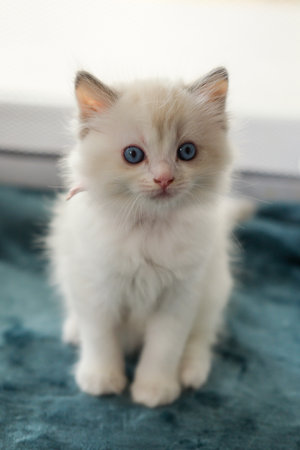 1 month old ragdoll kitten standing on the blanket, looking at the camera. domestic catの写真素材