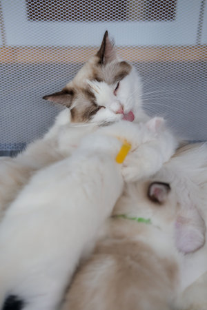 A mother Ragdoll cat is looking after her newborn, 1 month old, kittens.の写真素材