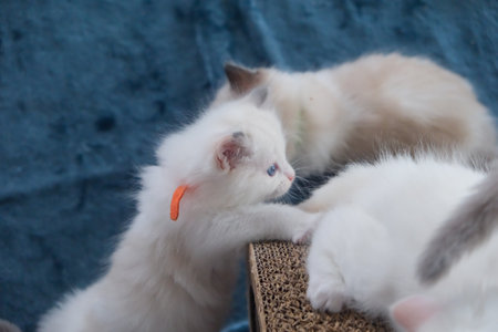 1 month old, ragdoll kittens playing together on the cat scratching tunnel, domestic catの写真素材
