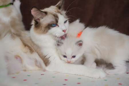 A mother Ragdoll cat is looking after her newborn, 1 month old, kittens.の写真素材