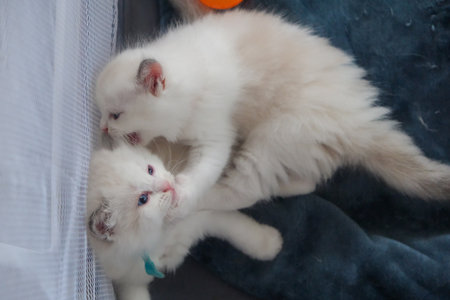1 month old, ragdoll kittens playing together on the blanket, domestic catの写真素材